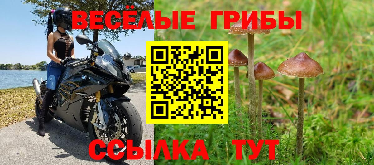 Псилоцибиновые грибы Psilocybine cubensis Ипатово